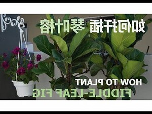 琴葉榕 插枝